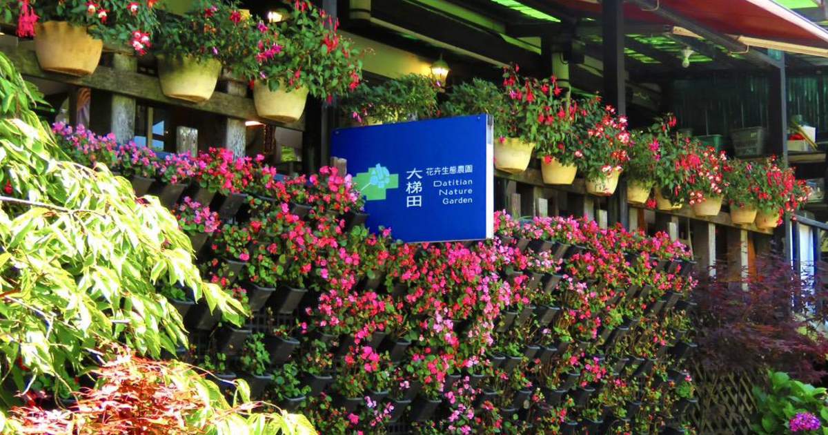 紫壇　花台 台北棚田花生態園チケット・紫陽花・春もみじの季節 | Klook